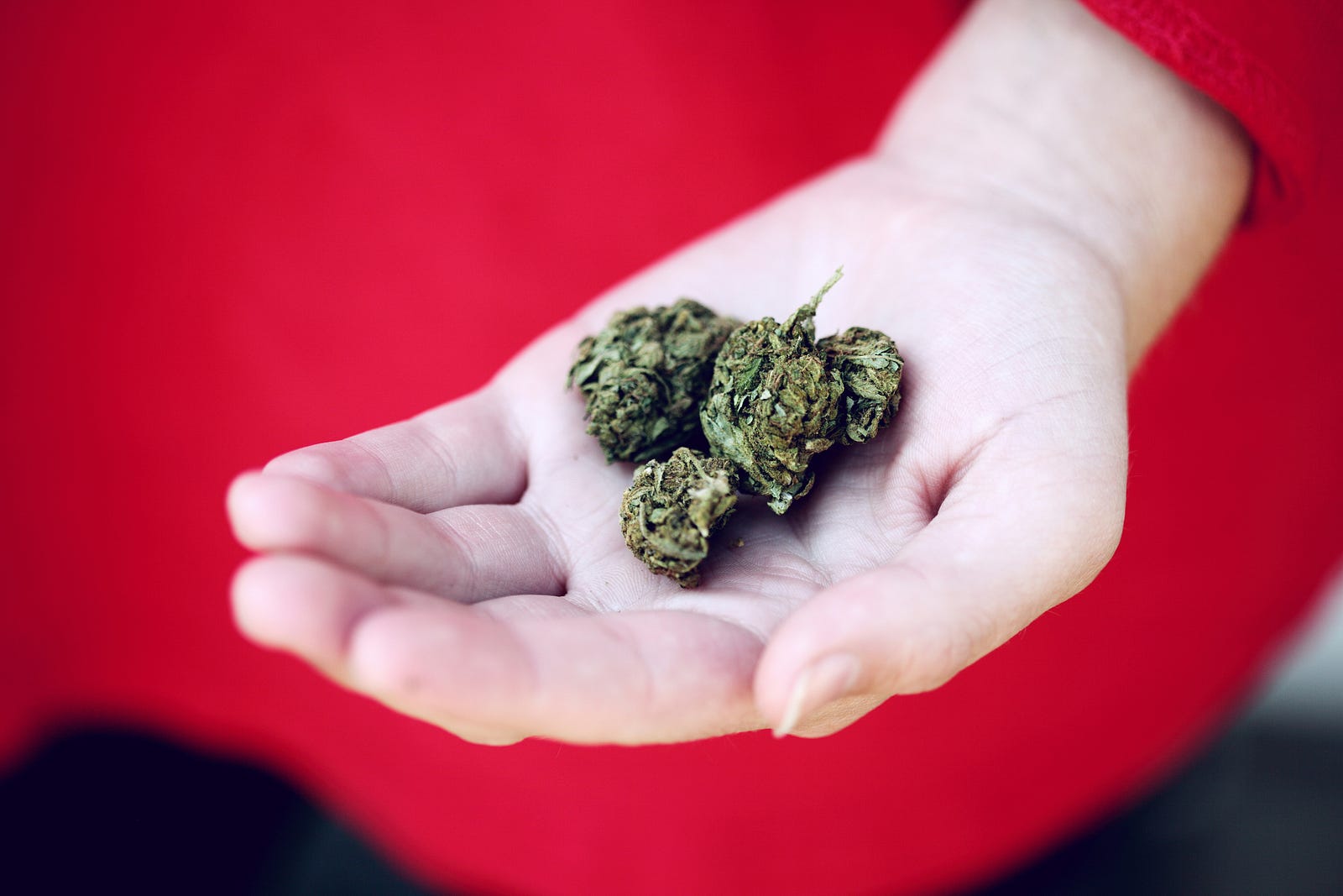 A person holds marijuana buds in their left hand.