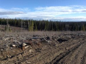tree planting