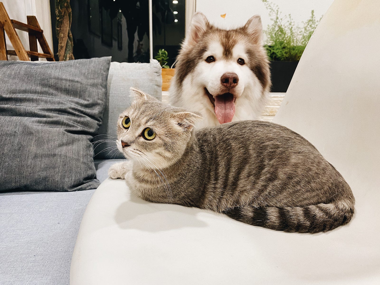 A tiger cat is perched (facing left) in the foreground, with a facing-forward dog in the background. The dog is a young husky. Both are on a low sofa.