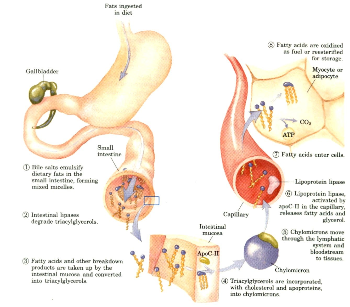 uses body lipids how Behind Metabolism Fat KetoSchool The Science â€“