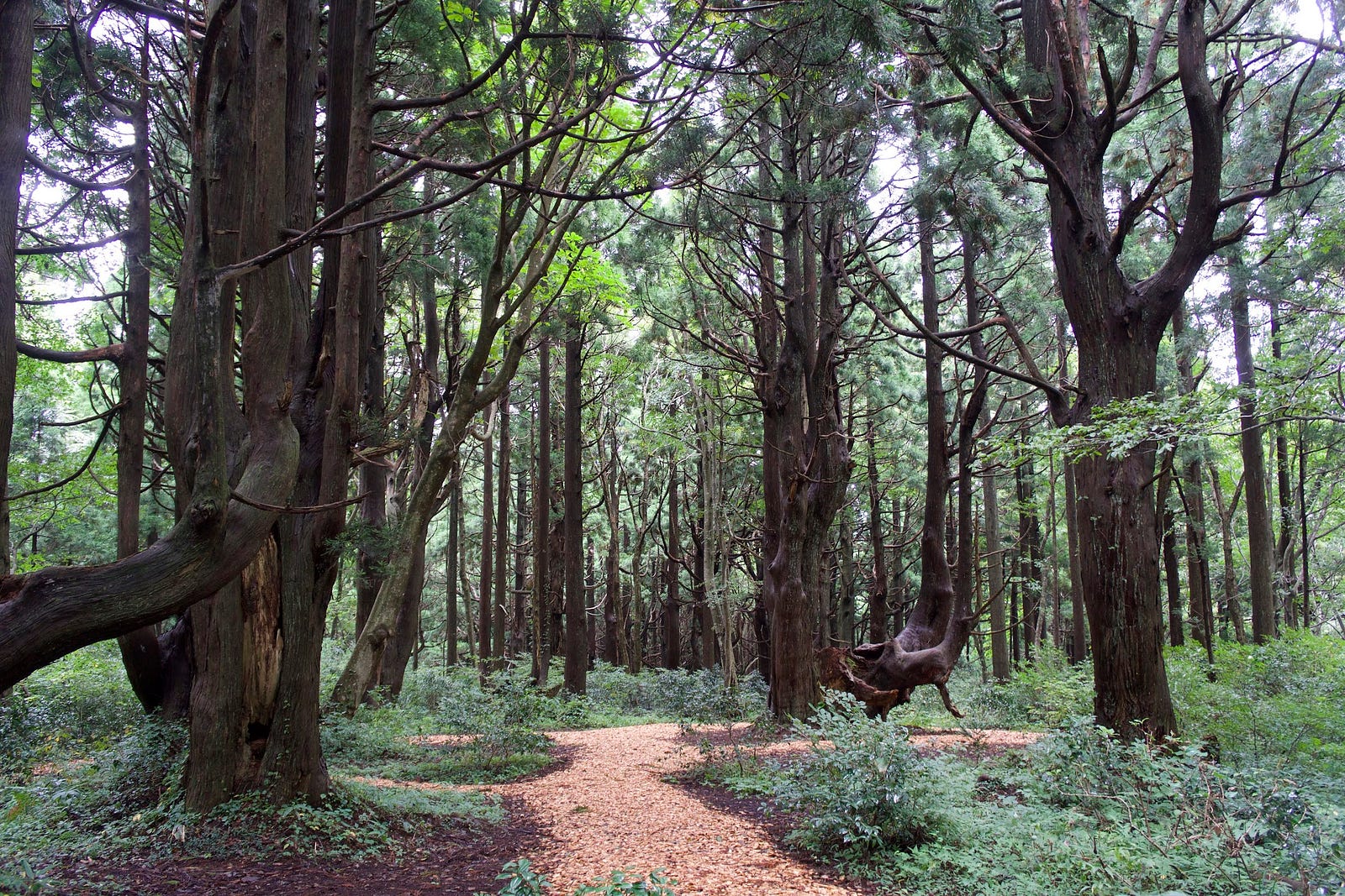 Genso no Mori: The Forest of Illusions in Tozawa Village