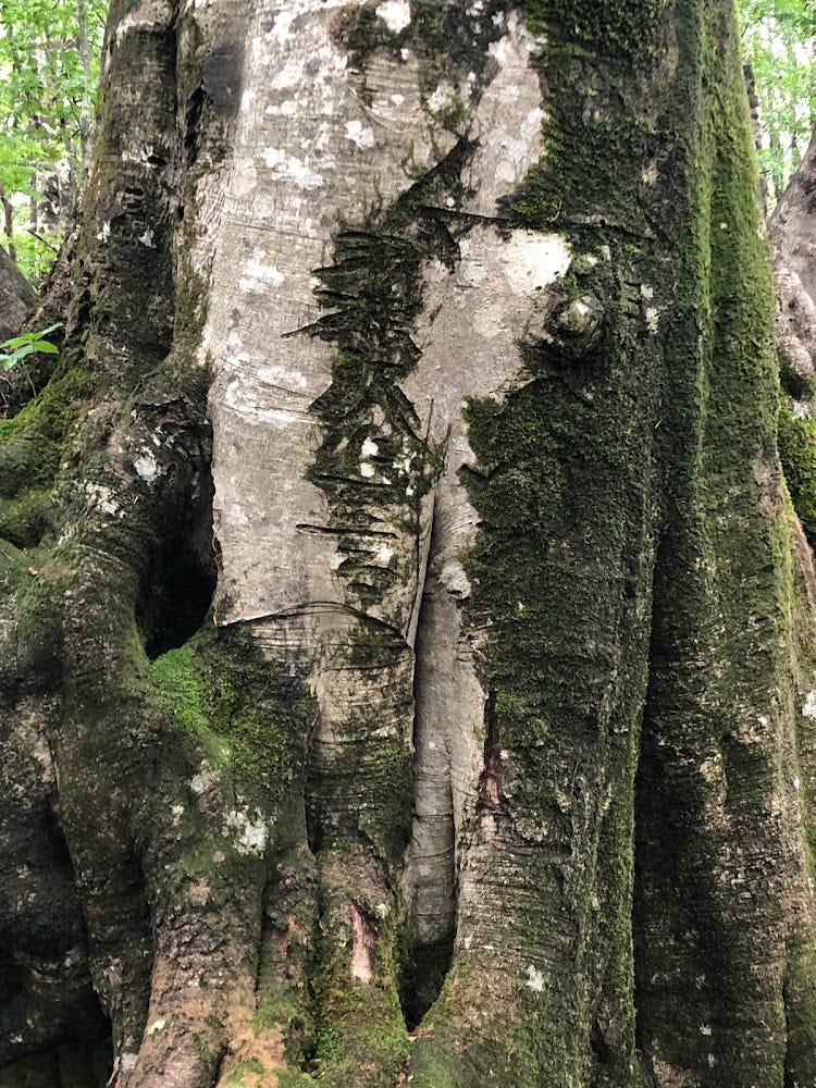 Writing carved into an old beech tree showing the direction of Yozo-san and the Hanesawa Trailhead.