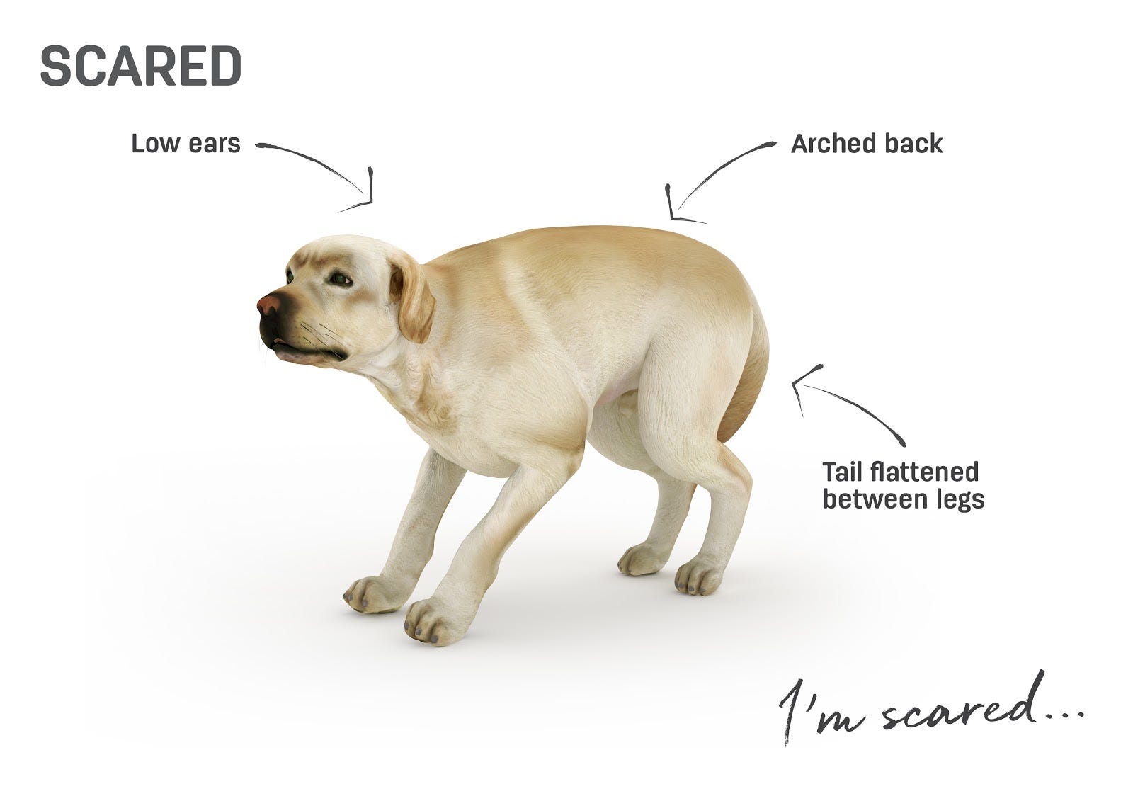 Körpersprache Bei Hunden