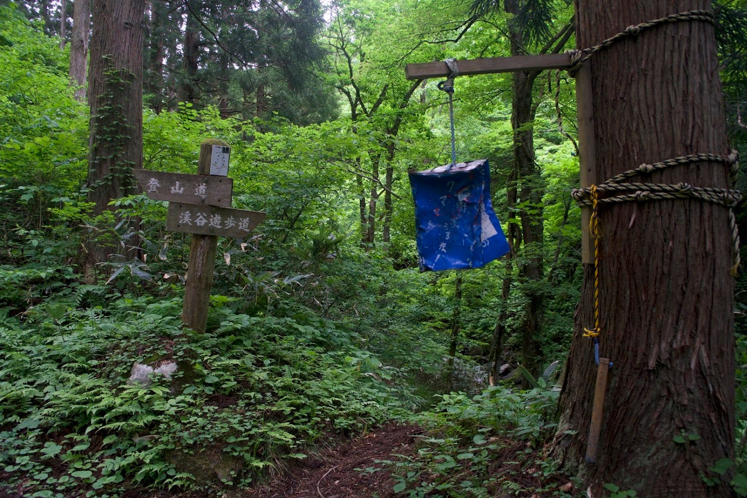 In the middle of a green forest, a big blue tin can attached to a tree and a wooden stick used to hit the tin to ward off bears. To the left there is a sign pointing to the mountain trails.