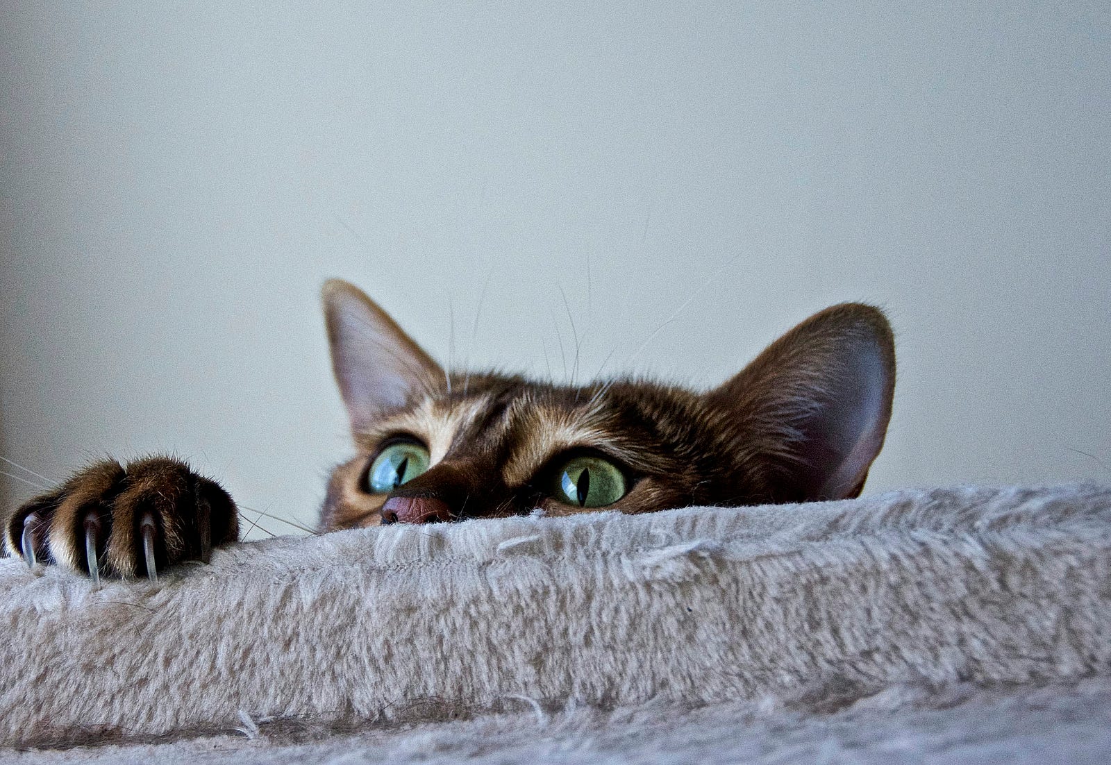 A cat peers over a wall.