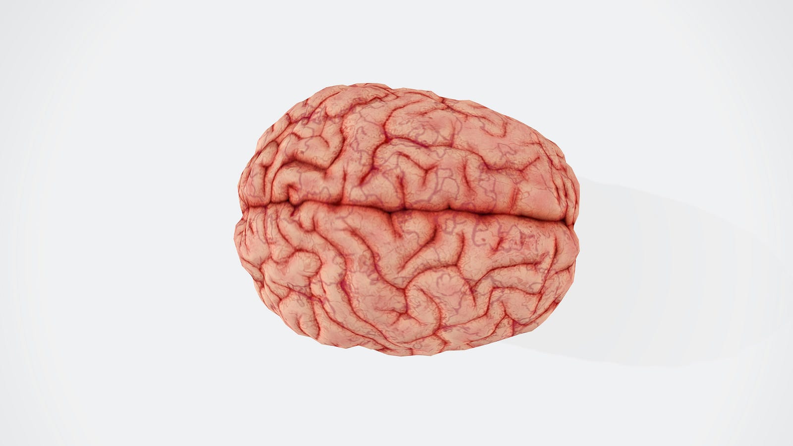 An illustration of the brain, as seen from above. The hypothalamus regulates body temperatures, including hot flashes.