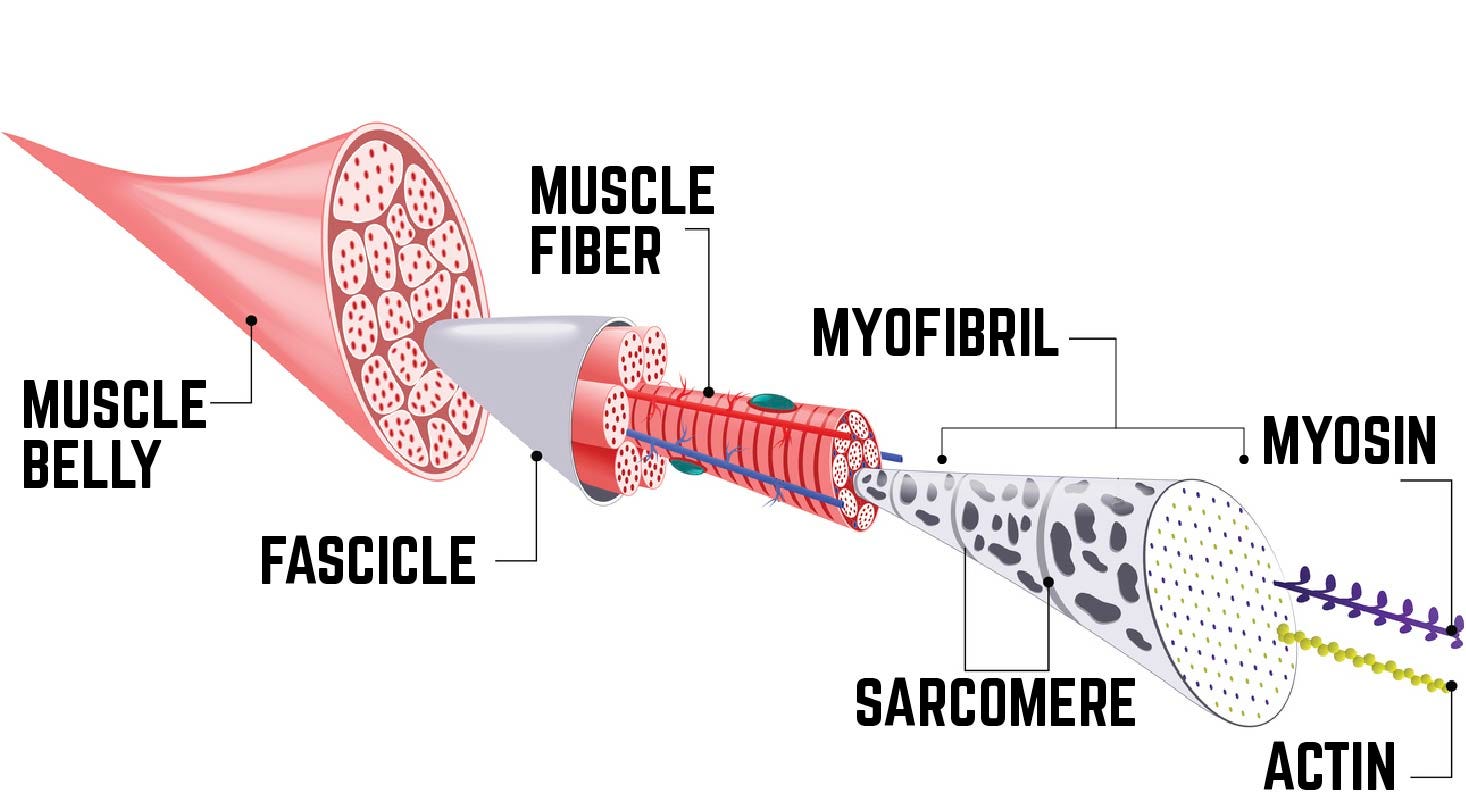 The Science Behind Muscle Growth – Avatar Nutrition – Medium