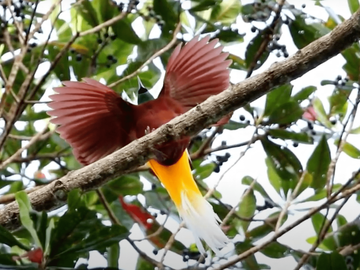 Cendrawasih — 極樂鳥 Bird of Paradise in Papua