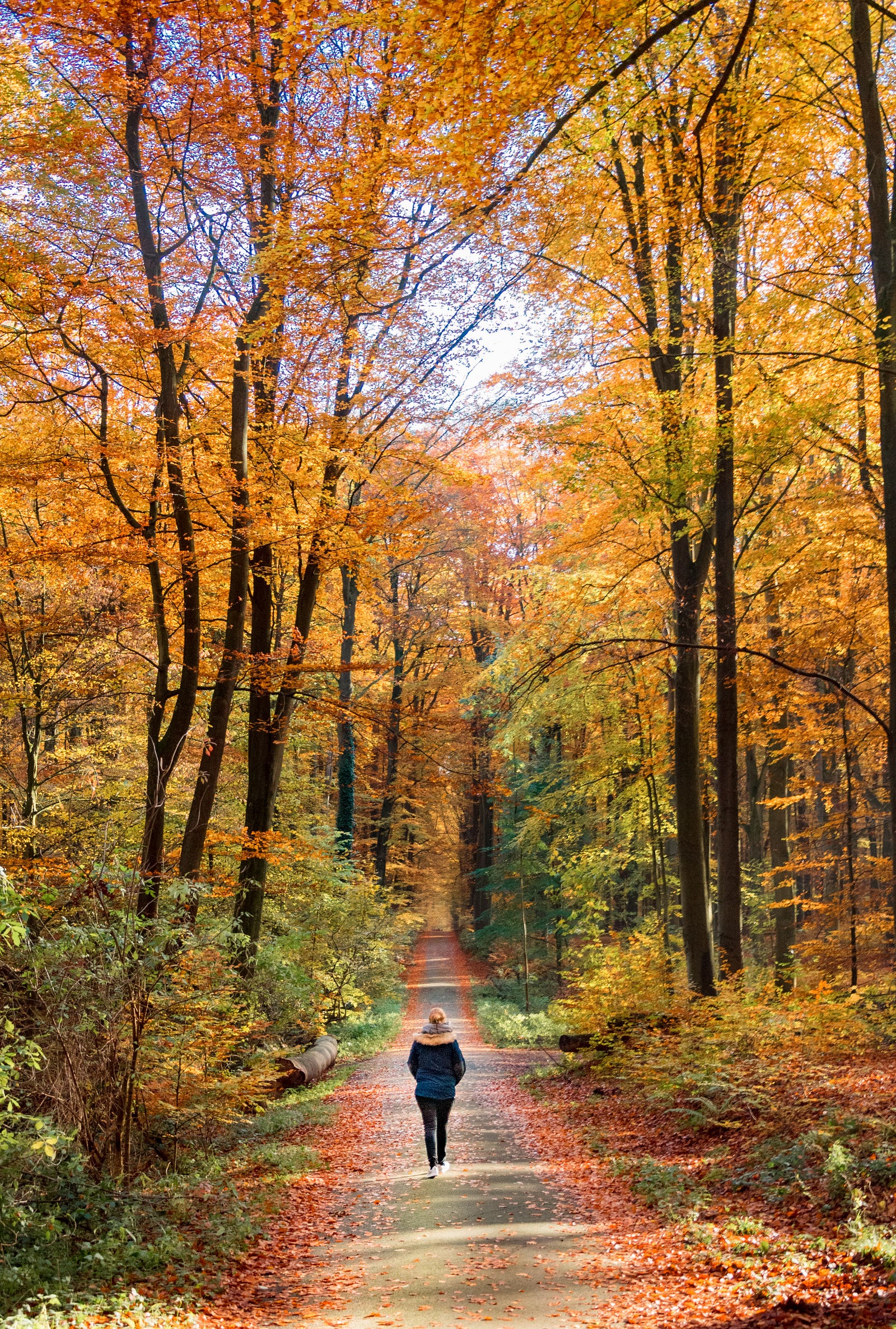 A woman walks away from us, on a path in the woods. The trees sport yellow and green and red leaves. These new study is the first to show a dose-response reduction (with physical activity) in the odds of generalized anxiety disorder.