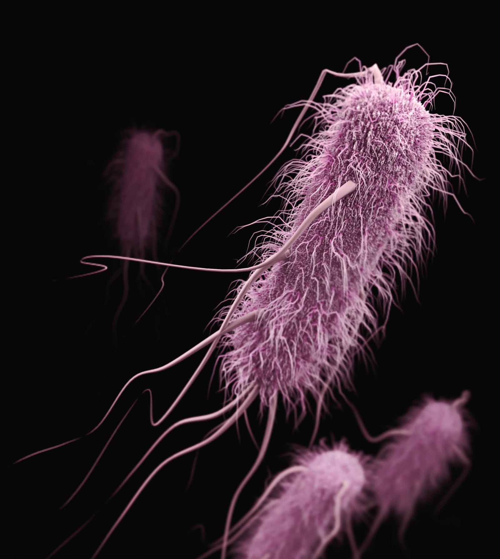 Three elongated magenta-colored microbes, with flagella protruding. The Mayo Clinic (USA) explains that “superbugs are strains of bacteria, viruses, parasites, and fungi that are resistant to most antibiotics and other medications commonly used to treat the infections they cause. A few examples of superbugs include resistant bacteria that can cause pneumonia, urinary tract infections, and skin infections.”