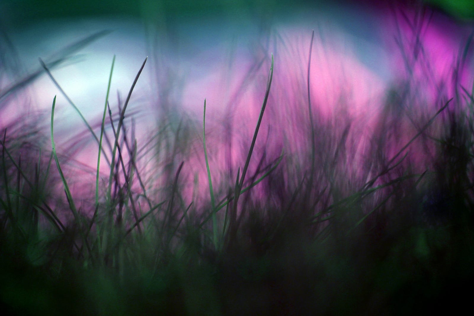 Grass in the foreground, with pink and blue sky in the background.
