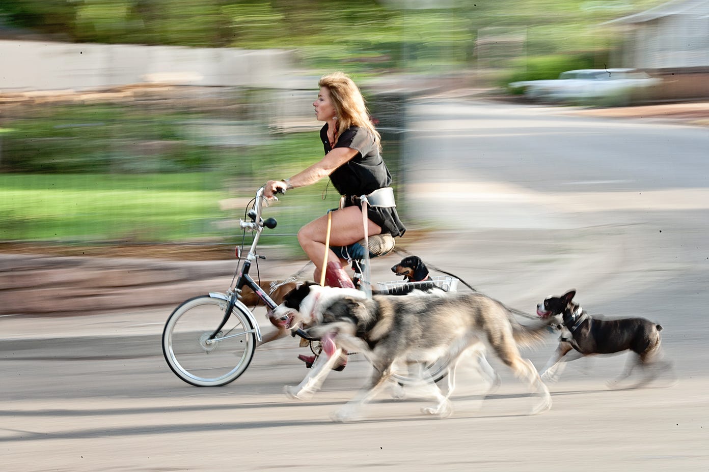 Homeless Dog Walker Finds Redemption in Animal Rescue