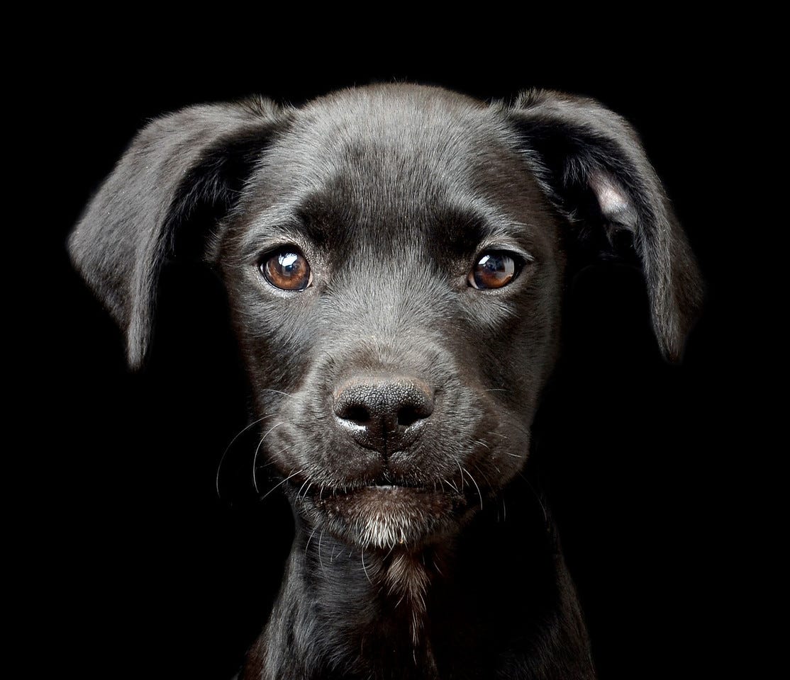 Best doggone photos from the Kennel Club Dog Photographer of the Year ...