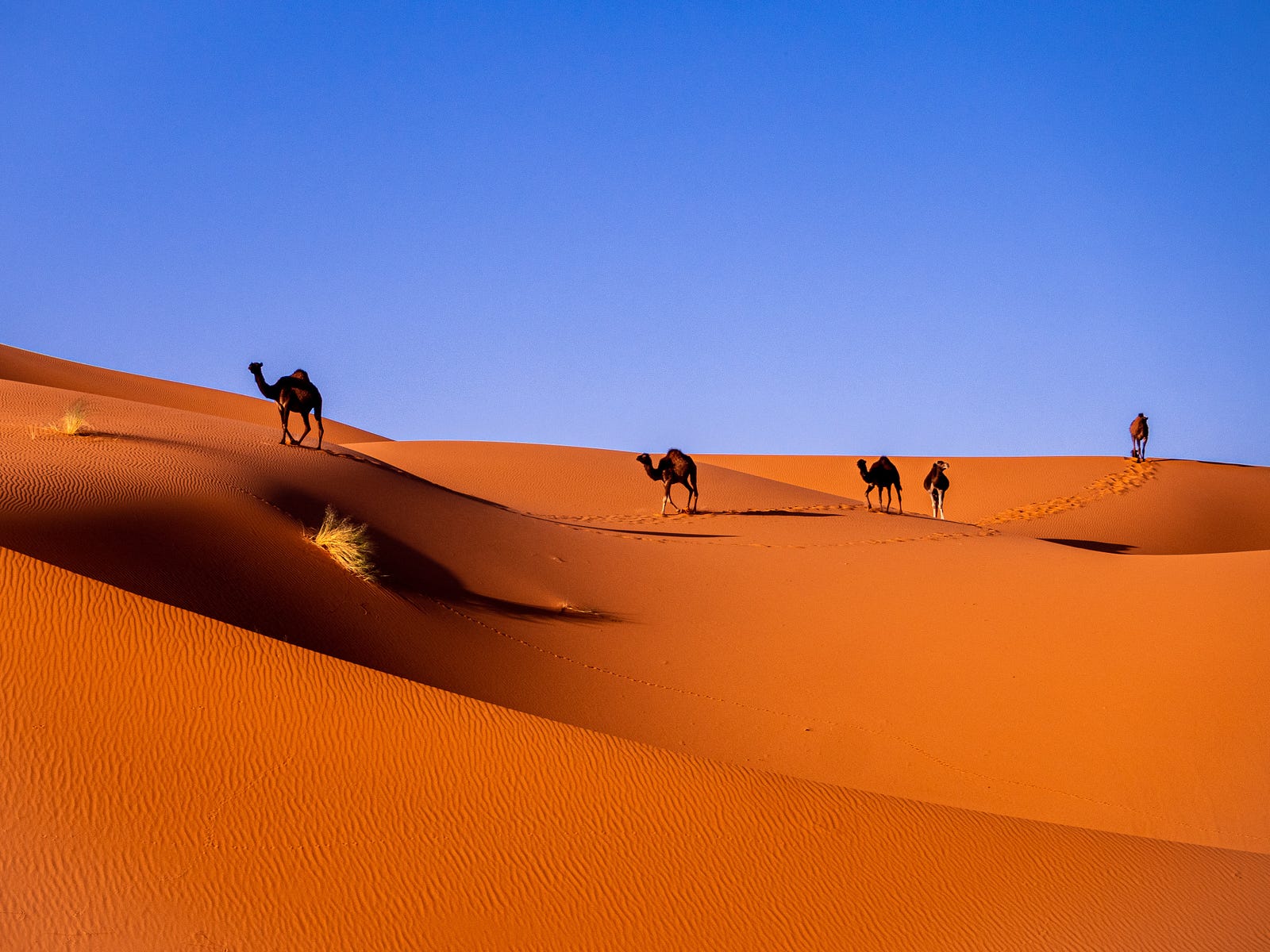 Four camels in the distance make their way across undulating sand in the desert. Tangier (Morocco) was the port from which growers sent the first batches of the tangerine fruit to Europe.