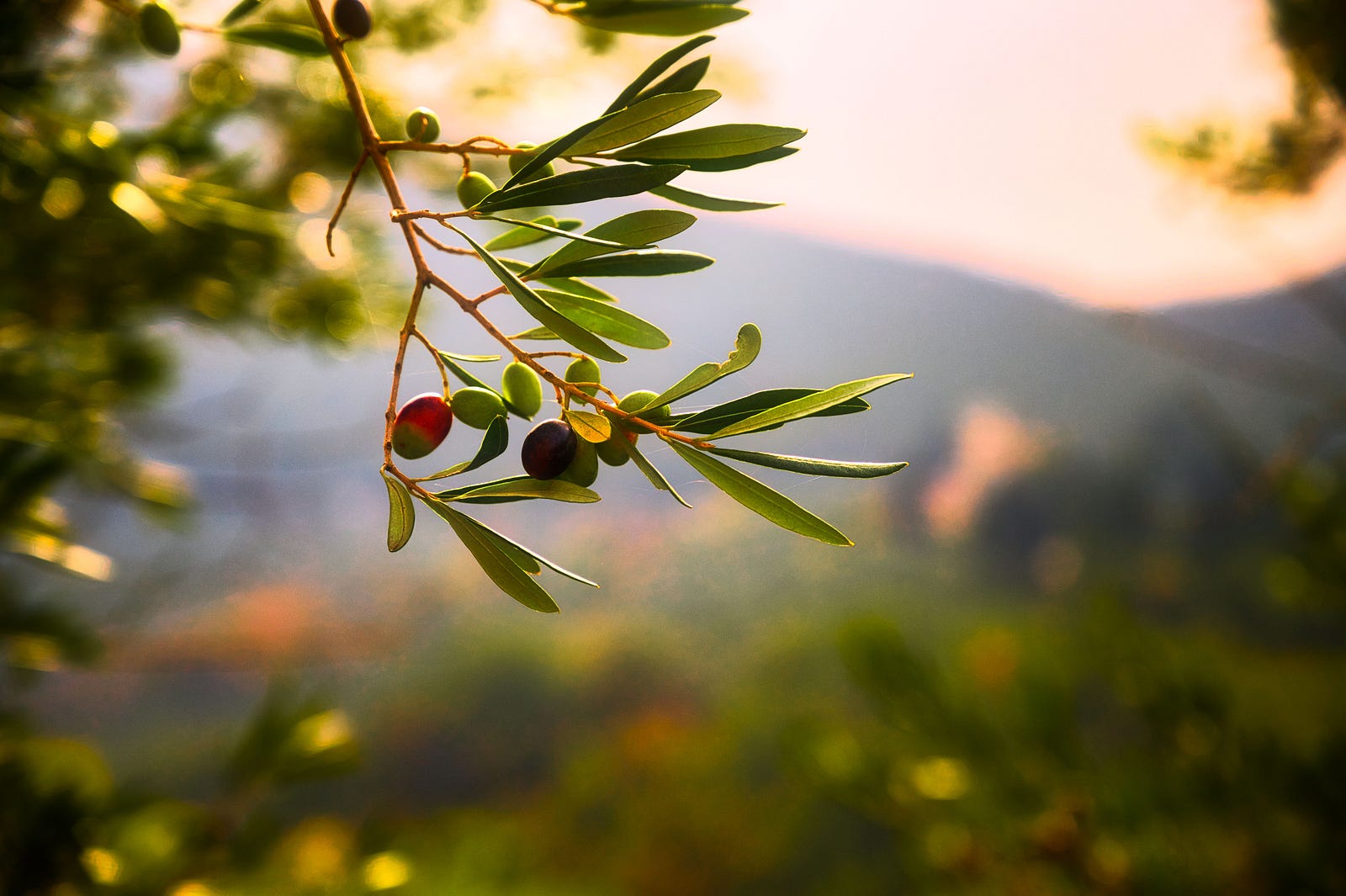 A branch of an olive oil tree. There is a blurred countryside in the background. Olive oil consumption is associated with better heart health.