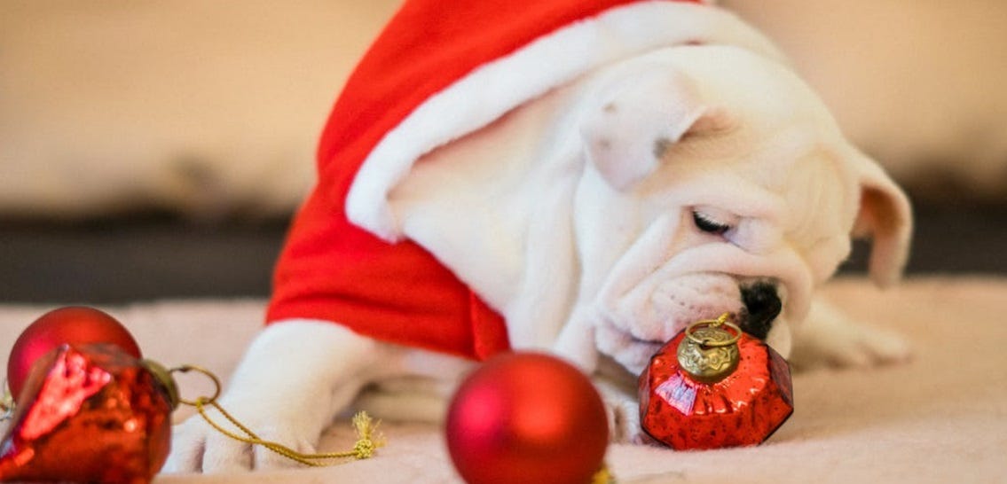 christmas puppy