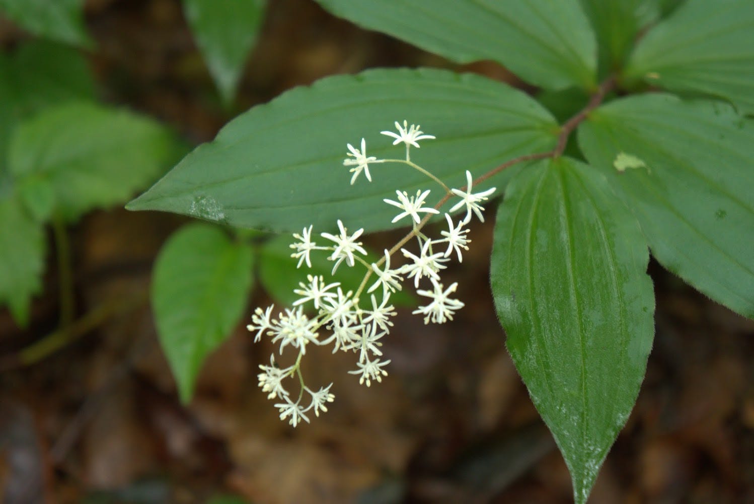 Pretty white flowers on Yozo-san