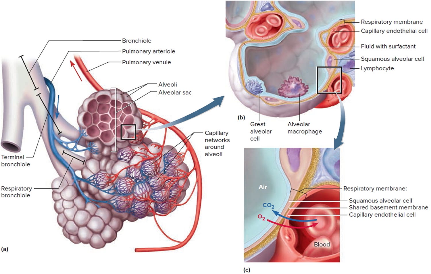 atelectasis-from-packing-i-had-a-hole-in-my-lung-how-what-learnings