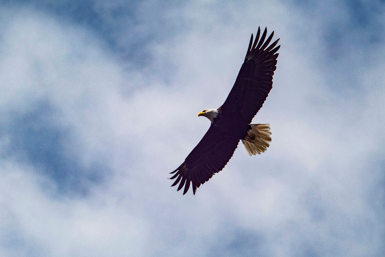 A bald eagle flies overhead.