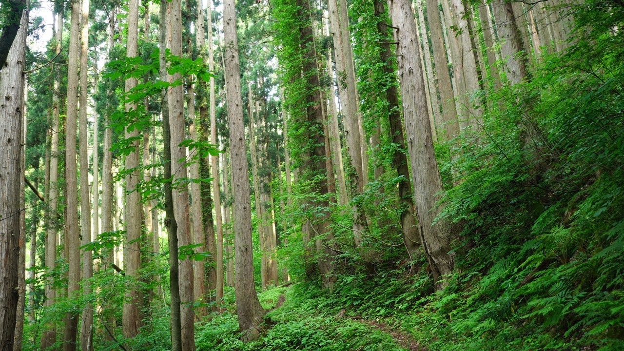 A cedar forest with many cedars growing straight up, characteristic of trees that were planted.