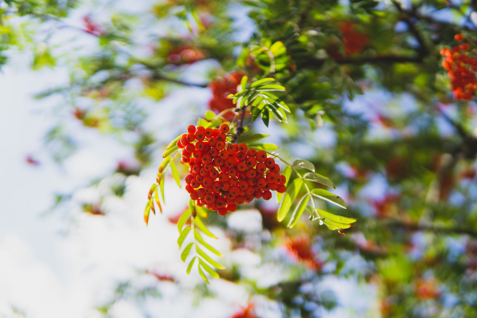 A bunch of cranberries hangs from a tree. A new global study demonstrates that cranberry juice (and healthcare supplements such as tablets and capsules) reduces the chances of repeat symptomatic UTIs in women by more than one-quarter.