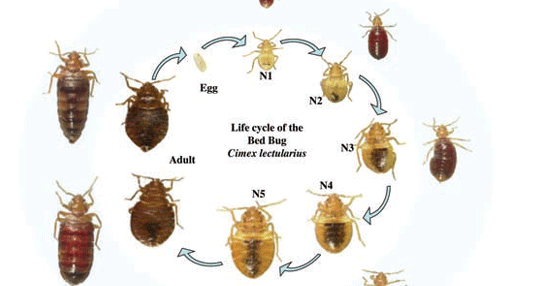 The Basics You Need To Know About BEDBUGS – Bed Bug Exterminator ...