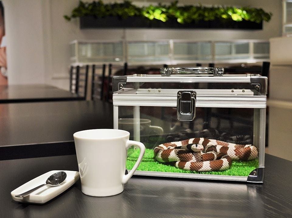 8 Best Animal Cafes in Tokyo Japan Travel Guide JW Magazine