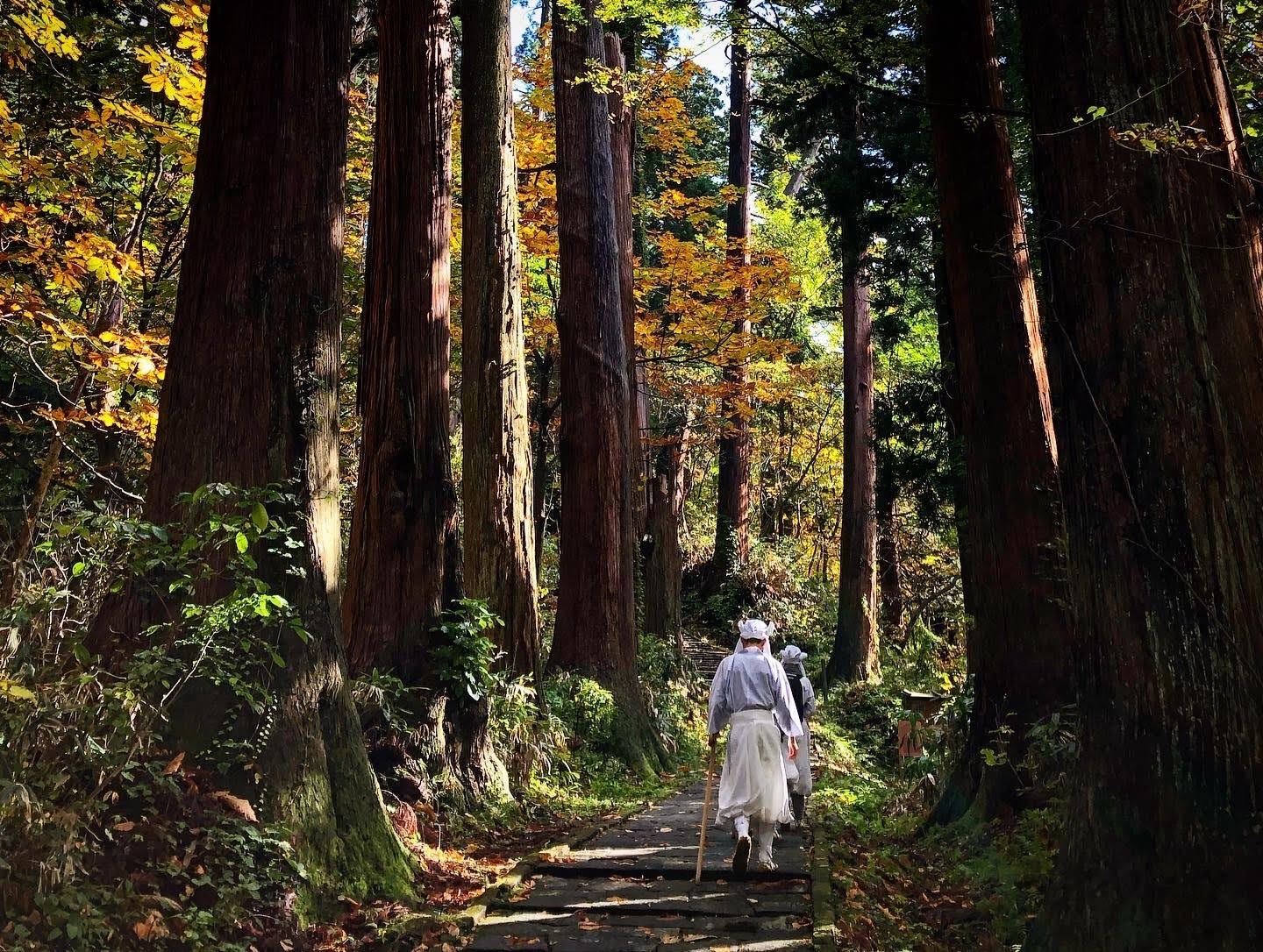 Yamabushi dressed in ceremonial white shiroshozoku robes walk on the stone stairway amongst the sprawling cedar forest of Haguro-san with a canopy of yellow autumn leaves.