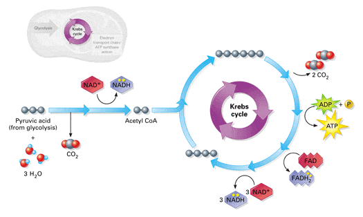 3-simple-stages-in-cellular-respiration-and-how-they-work