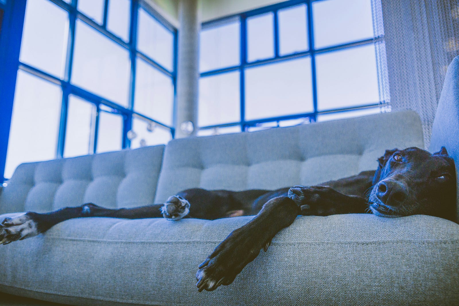 A large brown dog lounges on a sofa, extend most of the length of the furniture.