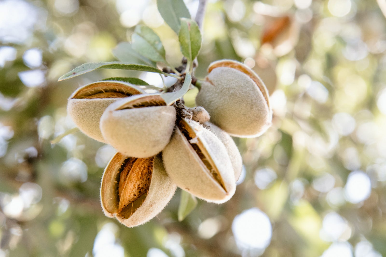 Wee see a bunch of almonds in close-up, hanging from a tree. Examining the effects of energy-restricted diets supplemented with Californian almonds or carbohydrate-rich snacks, researchers found that both diets reduced body weight by about 7 kilograms.