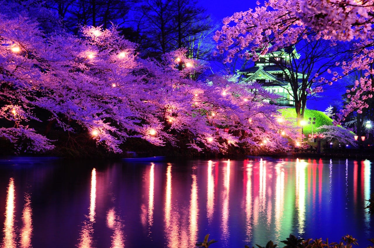Top 5 Spots For Cherry Blossom Night Viewing – Jw Web Magazine