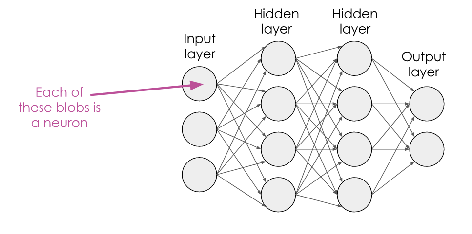 A 4-layer network, with circles representing neurons, connected by arrows
