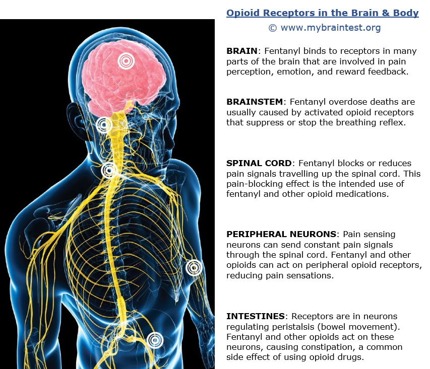 The Effects Of Fast Drug On The