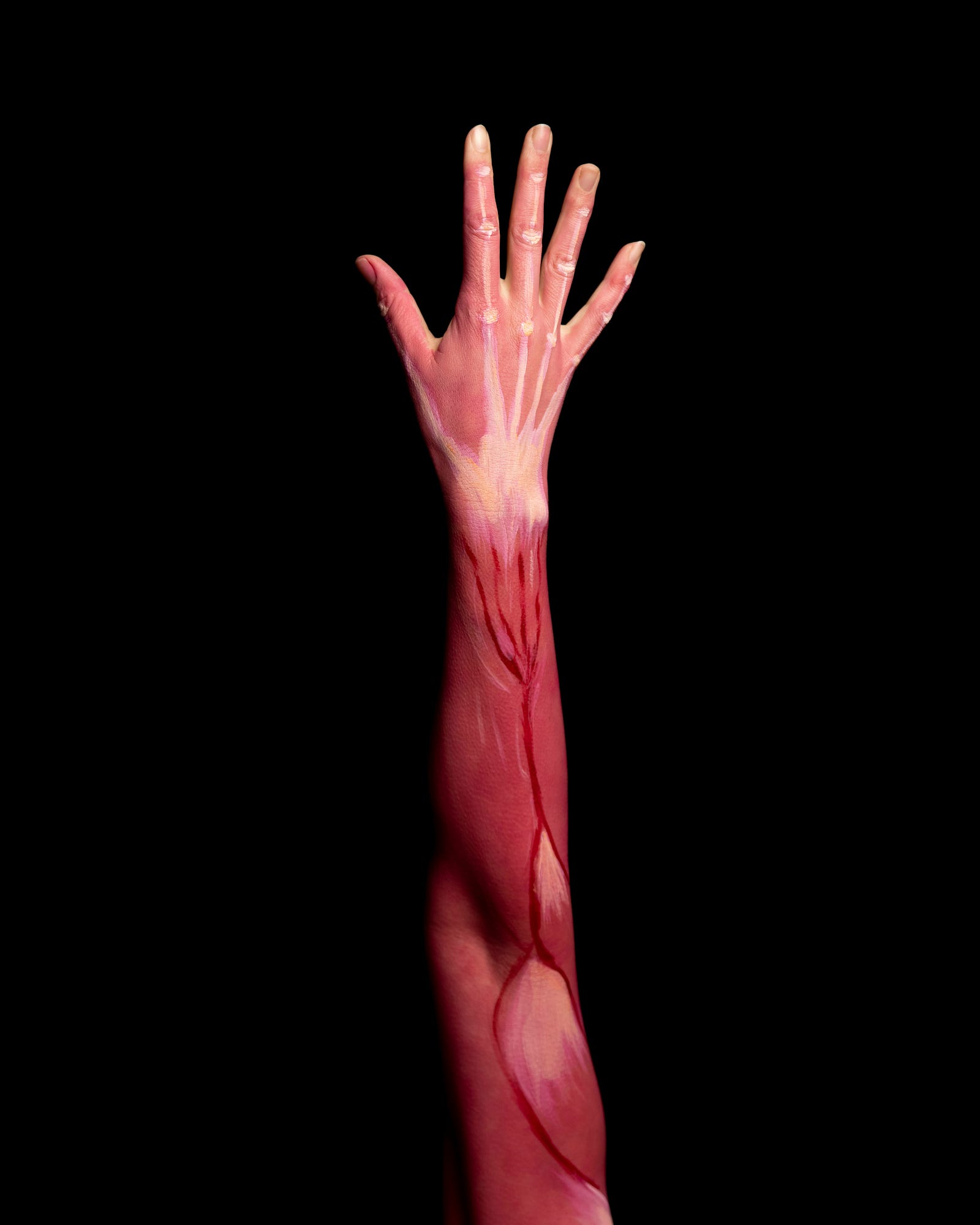 A skinless arm (model) is raised, muscles and arteries exposed.