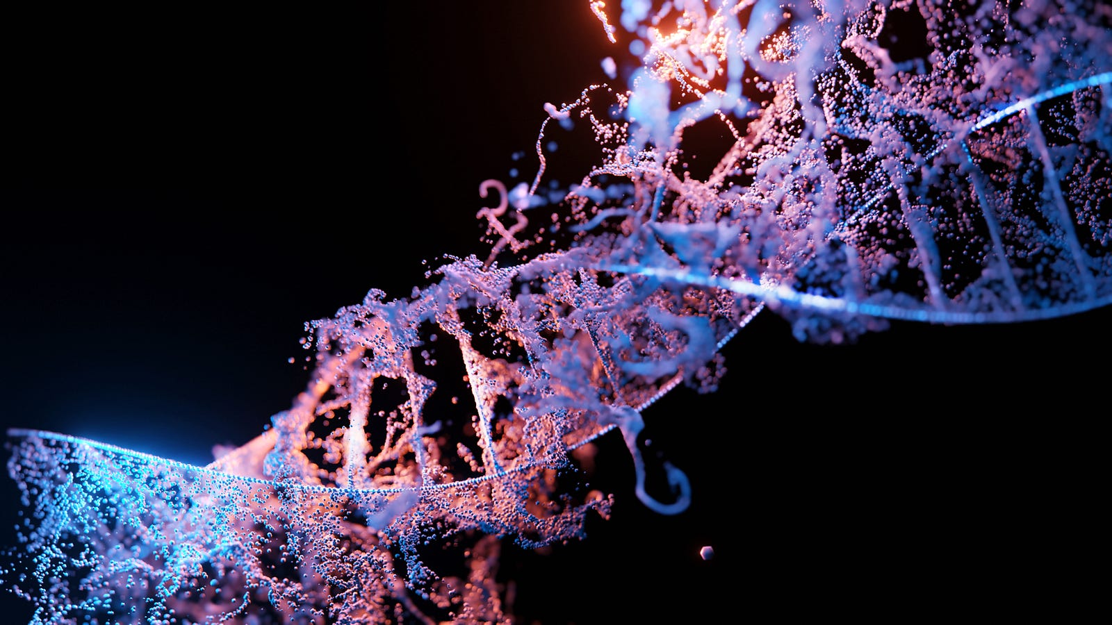 An illustration of a strand of DNA, colored in blue. Pink RNA pulls away from it. One of the most well-known genetic factors associated with breast cancer risk is mutations in the BRCA1 (BReast CAncer1)and BRCA2 genes. BRCA genes signal the production of proteins that help repair damaged DNA and maintain genome integrity.