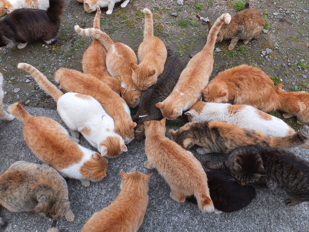 can you visit cat island japan