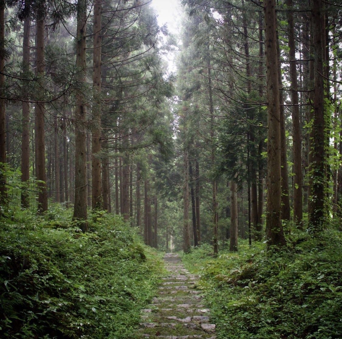 A path between the cedars to Yakushi Shrine on Mt. Kumanonagamine