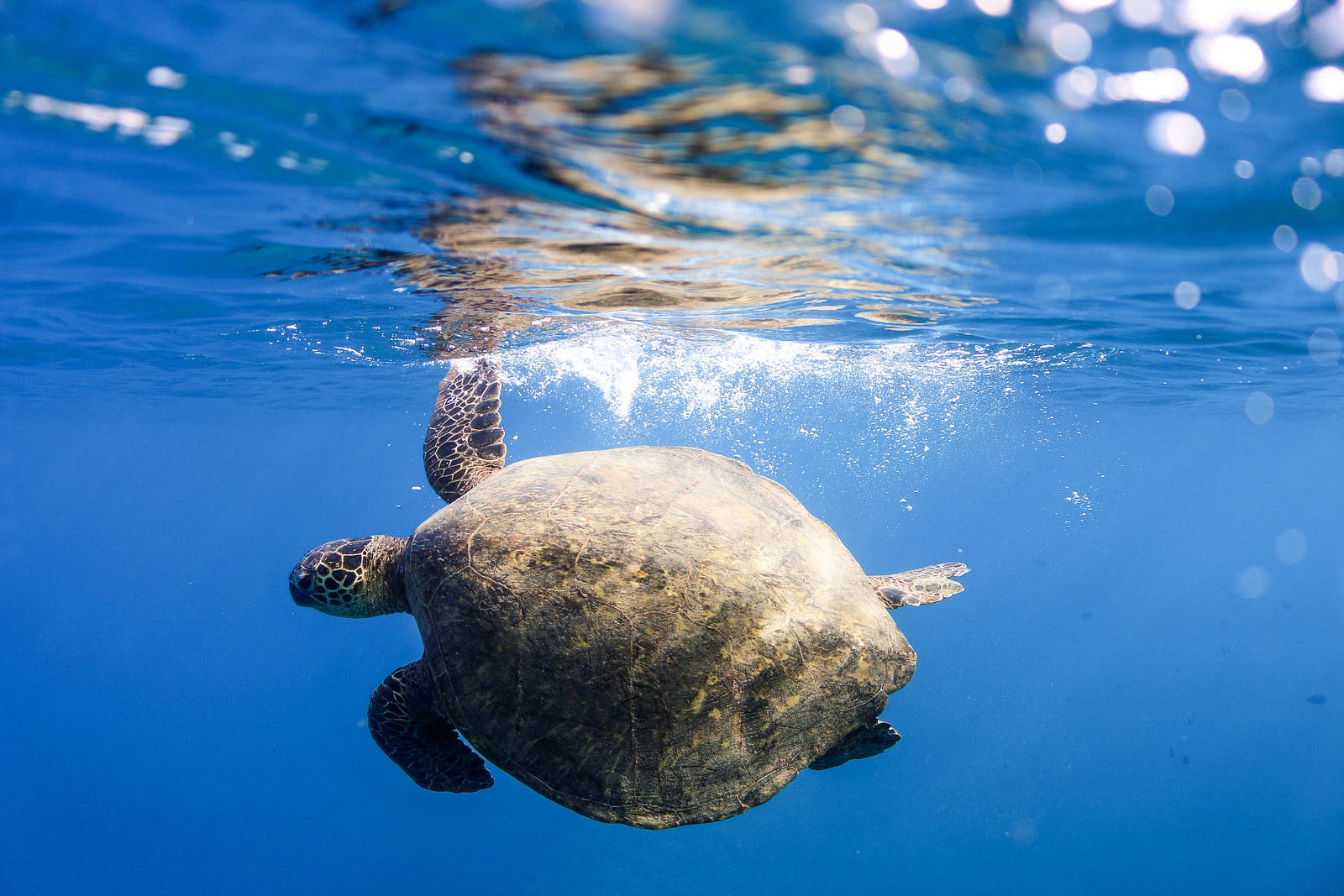 A turtle swims in the water. Tortoises age more slowly than many other animals.