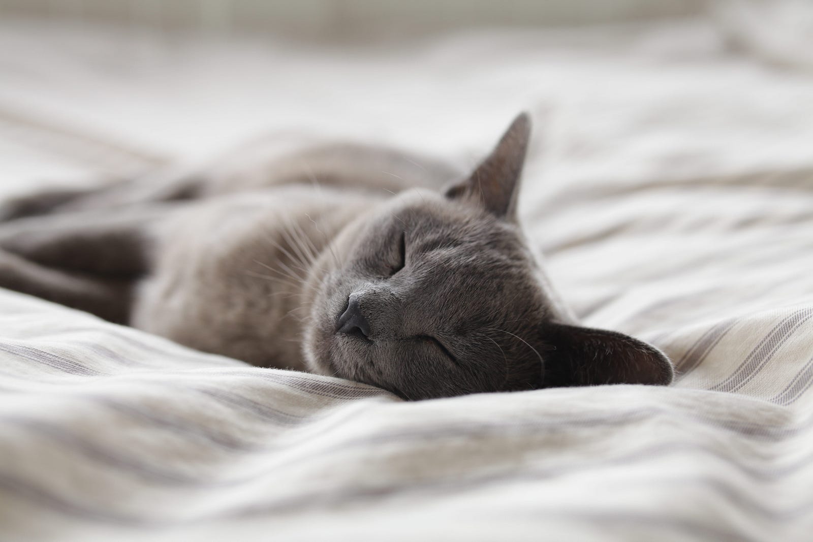 A cat gray lies on its side, sleeping. Positional therapy may be used for sleep apnea This approach involves using devices or techniques that keep you in a specific sleep position to prevent the airway from collapsing, especially for those who only experience sleep apnea when lying on their back. Try sleeping on your side, even though doing so won’t solve the root problem. Also, consider a mattress that elevates your head. Pregnancy pillows sometimes help.
