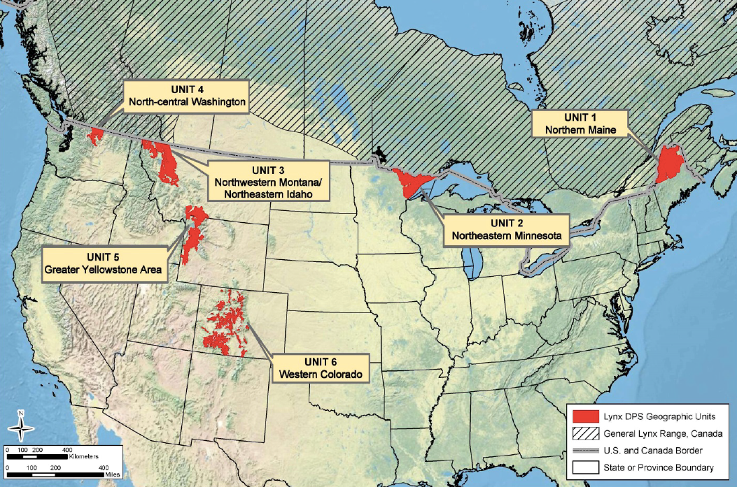 Quickening the Countdown to Extinction for Canada Lynx