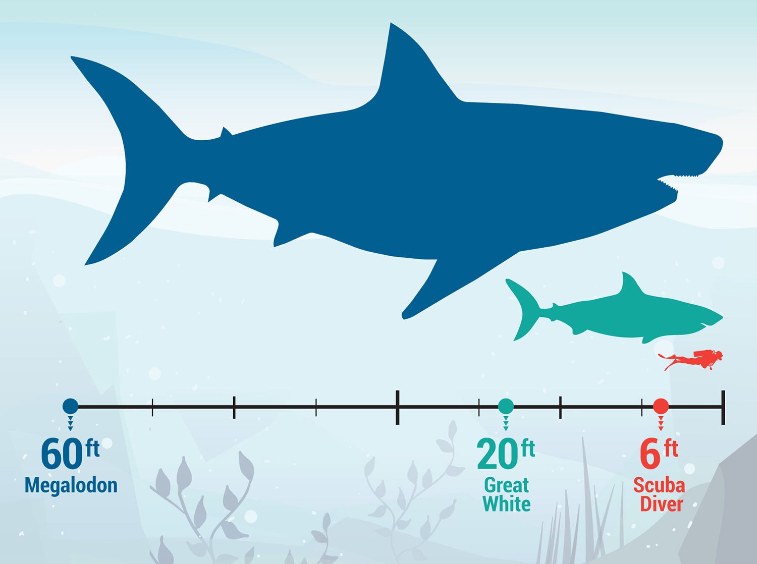 expanded data visualization a case study anna ballares medium megalodon size comparison
