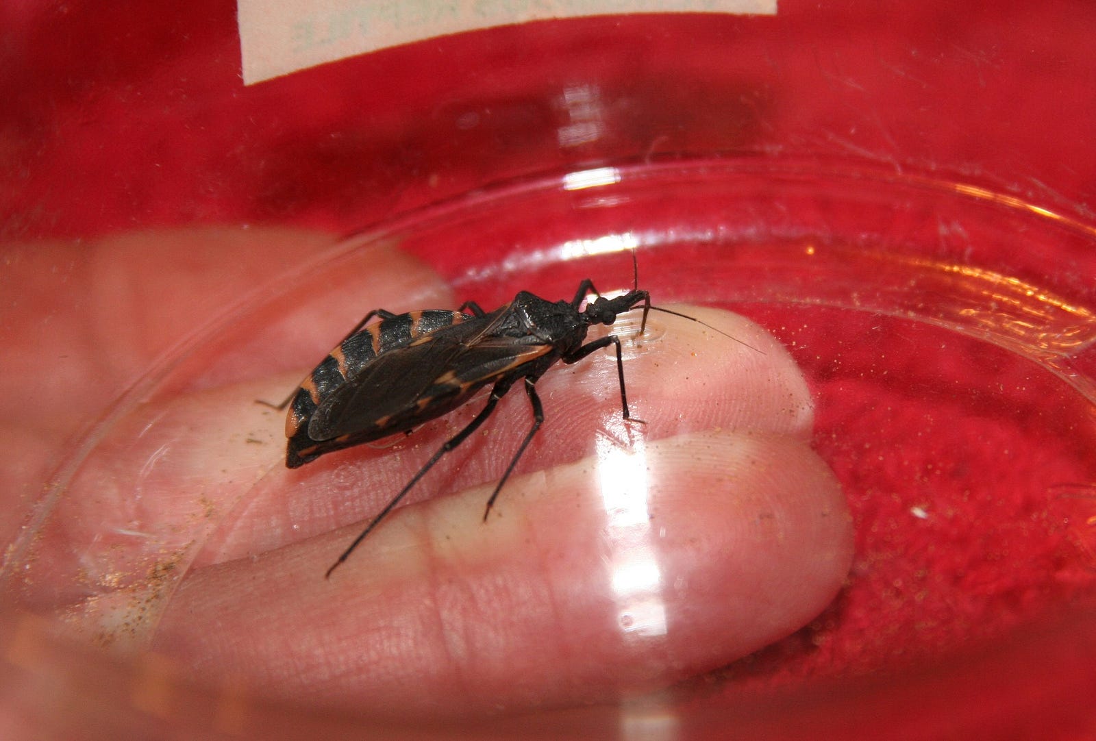 Chagas Disease More Prevalent in US Than Thought – MIT Scope