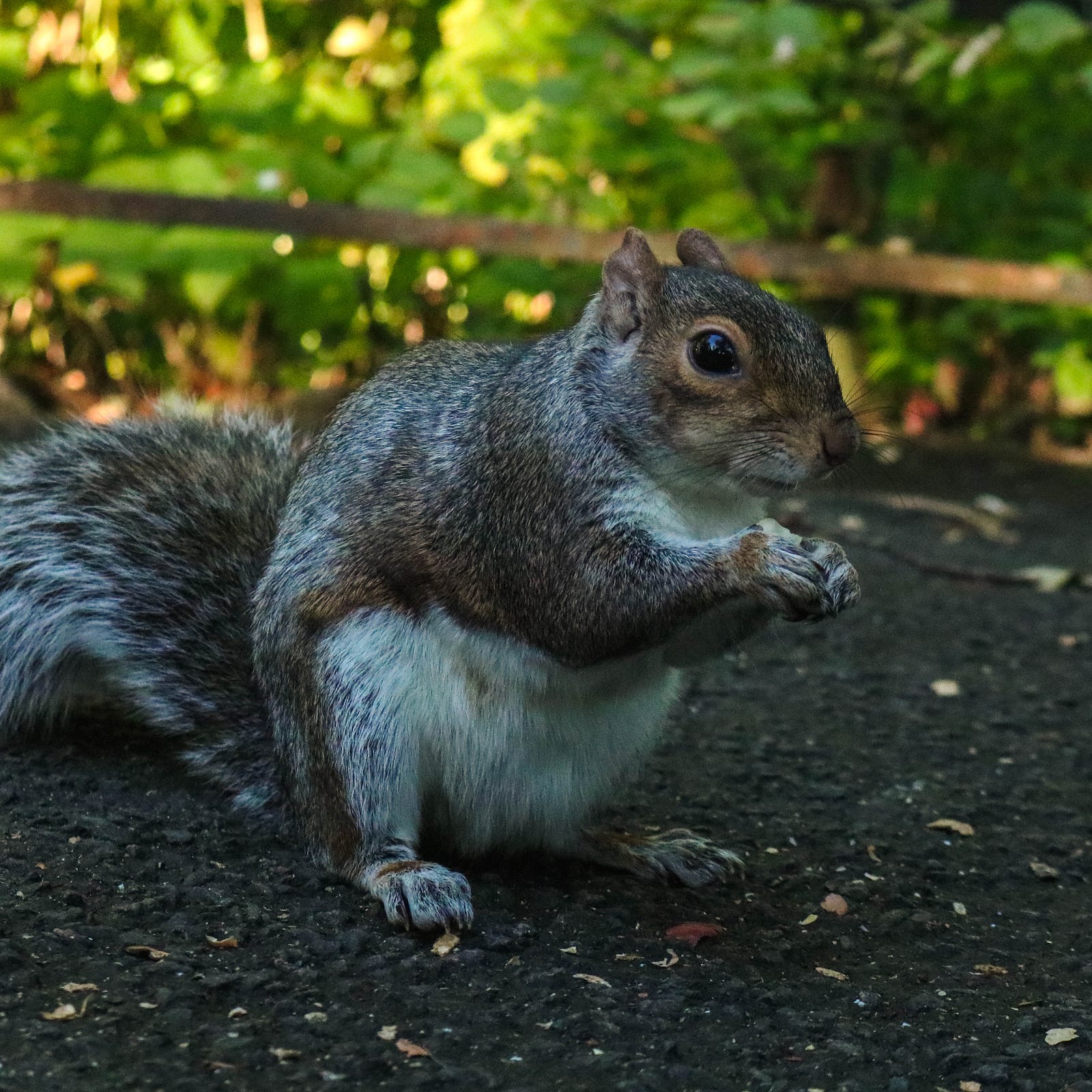 How to stop squirrels eating your bird food – Garden Crowd – Medium