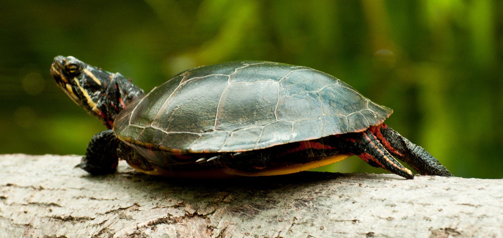 Saturday Species Spotlight Eastern Painted Turtle Mohonk Preserve   1*00JMmvic Q1dQ5b3uz7CDQ 