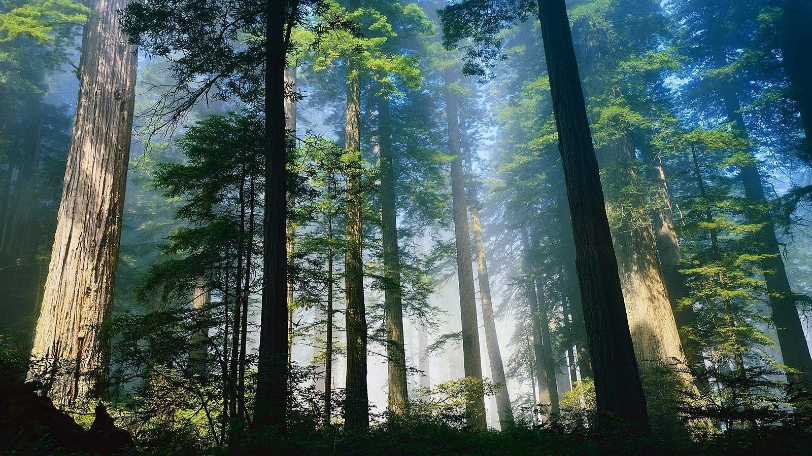 Ciri ciri Hutan  Hujan  Tropis  di Indonesia Yanuar Hadi 