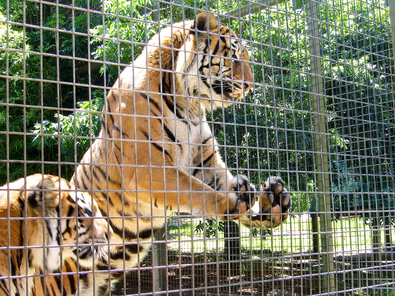 Zoos are Prisons for Animals Ashley Chilton Medium