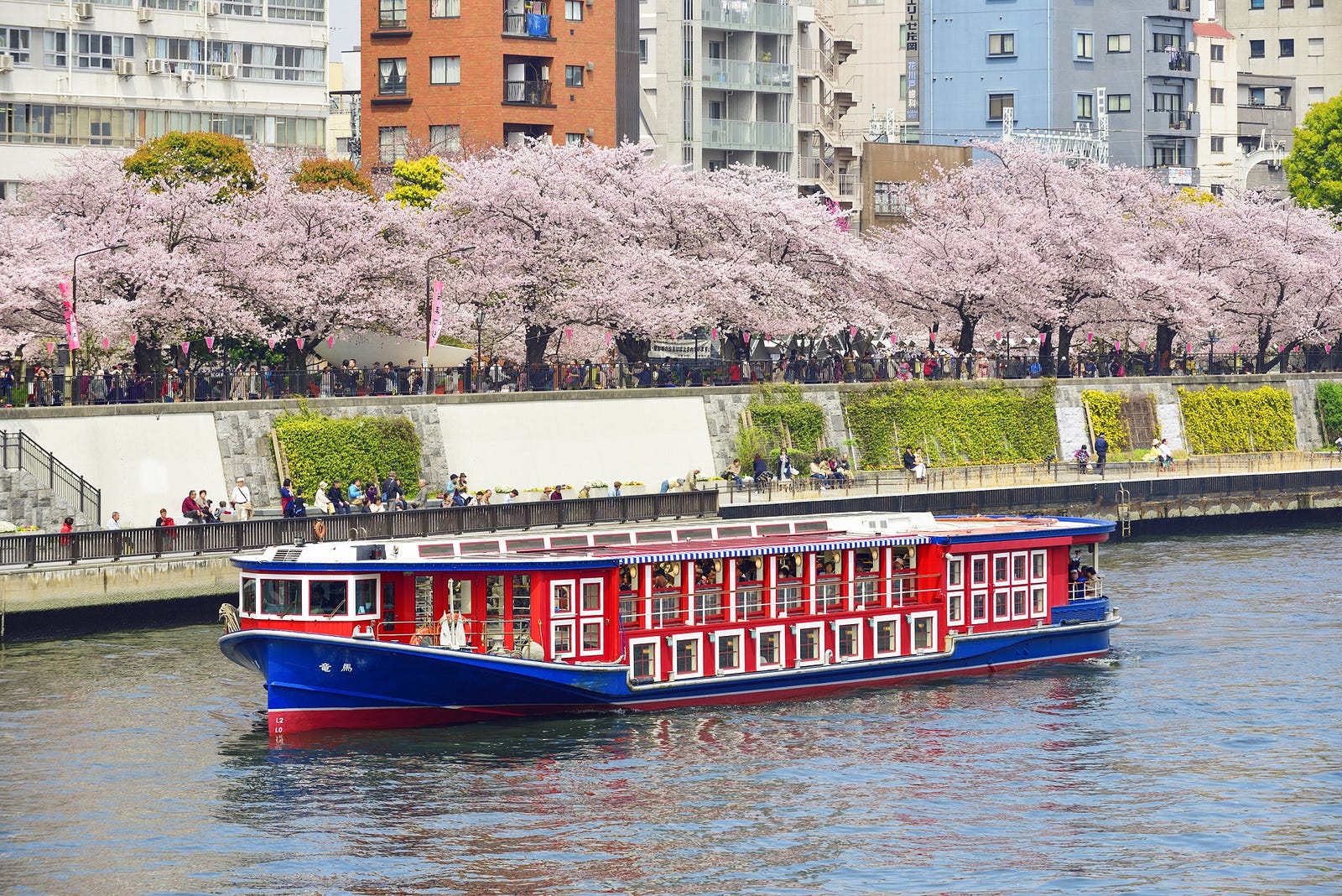 cherry blossom cruise tokyo