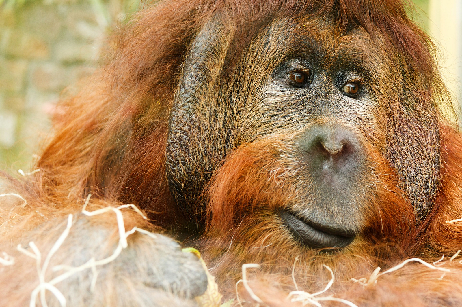 parkinson-s-linked-to-ginger-hair-nuts-surely-parkinson-s-uk-medium