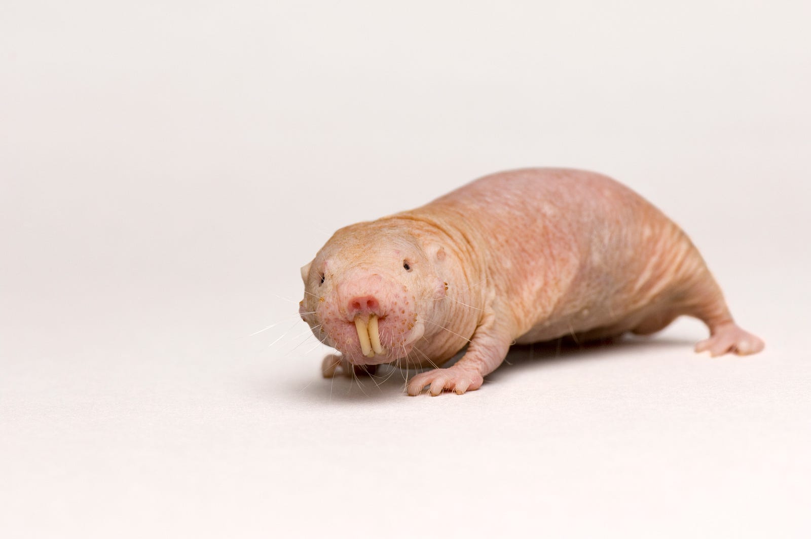 naked mole rat stuffed